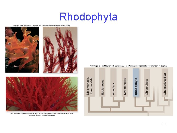 Rhodophyta 33 