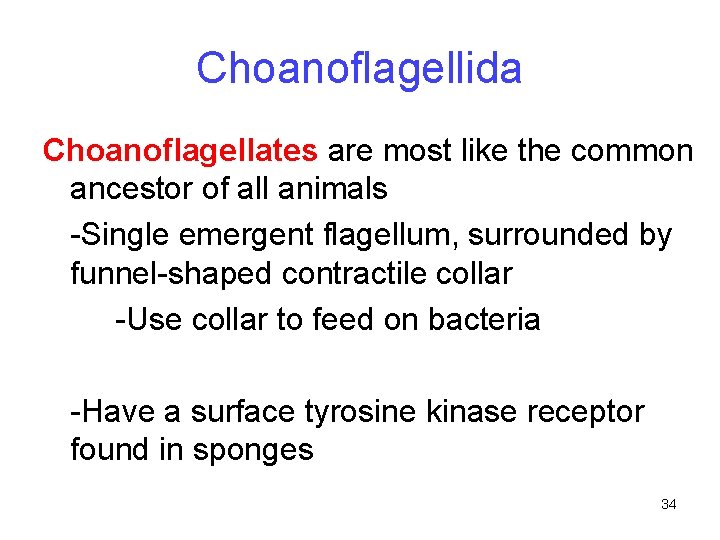 Choanoflagellida Choanoflagellates are most like the common ancestor of all animals -Single emergent flagellum,