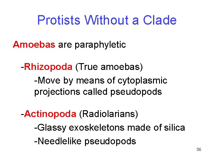 Protists Without a Clade Amoebas are paraphyletic -Rhizopoda (True amoebas) -Move by means of