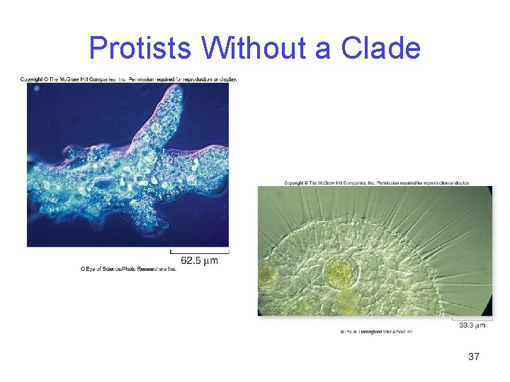 Protists Without a Clade 37 
