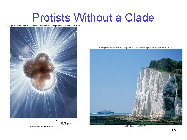 Protists Without a Clade 39 