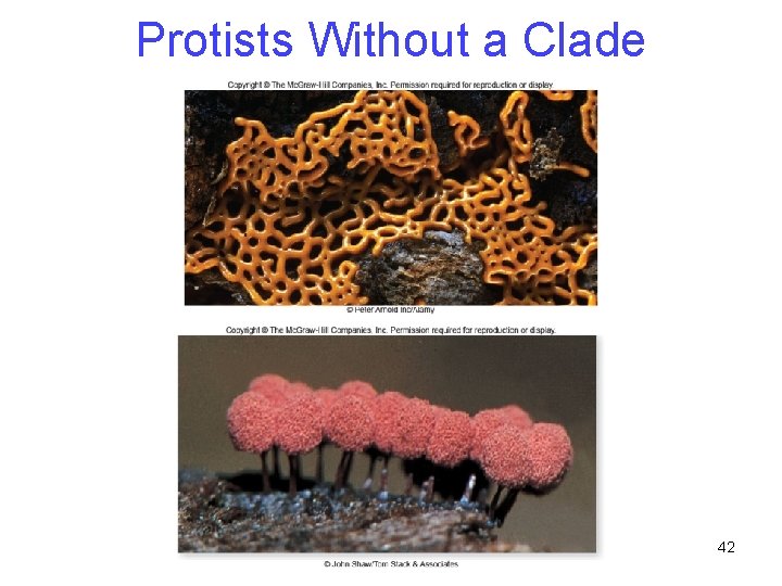Protists Without a Clade 42 