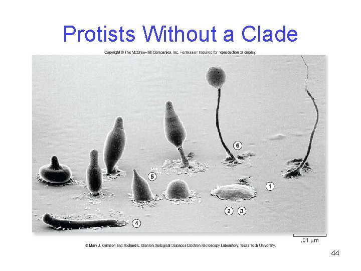 Protists Without a Clade 44 