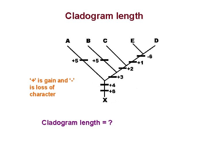 Cladogram length ‘+’ is gain and ‘-’ is loss of character Cladogram length =