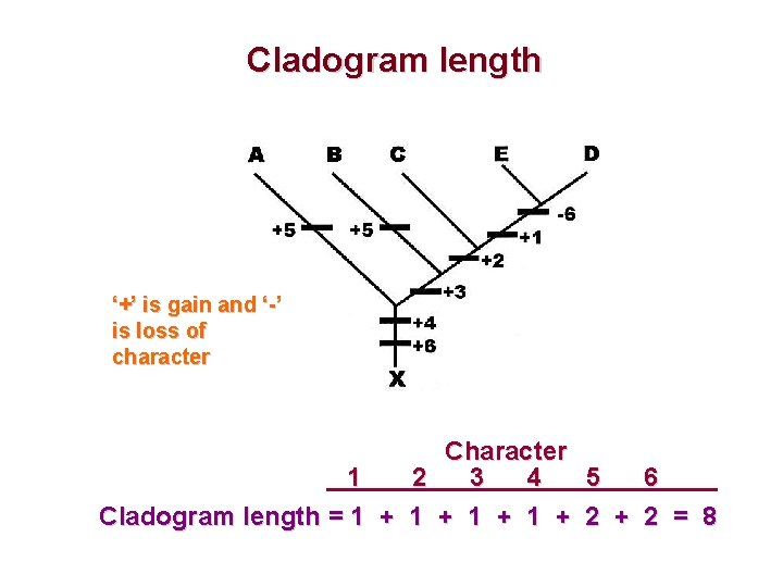 Cladogram length ‘+’ is gain and ‘-’ is loss of character Character 1 2
