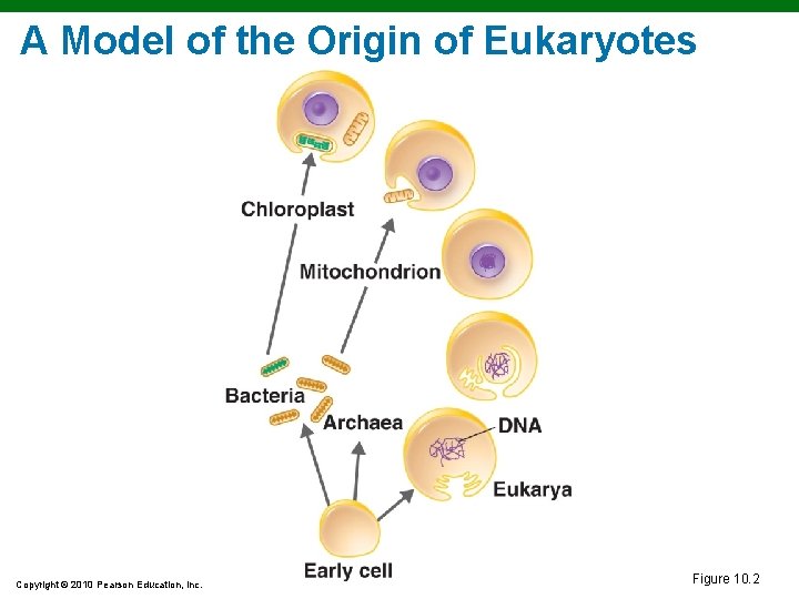 A Model of the Origin of Eukaryotes Copyright © 2010 Pearson Education, Inc. Figure