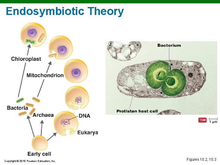 Endosymbiotic Theory Copyright © 2010 Pearson Education, Inc. Figures 10. 2, 10. 3 