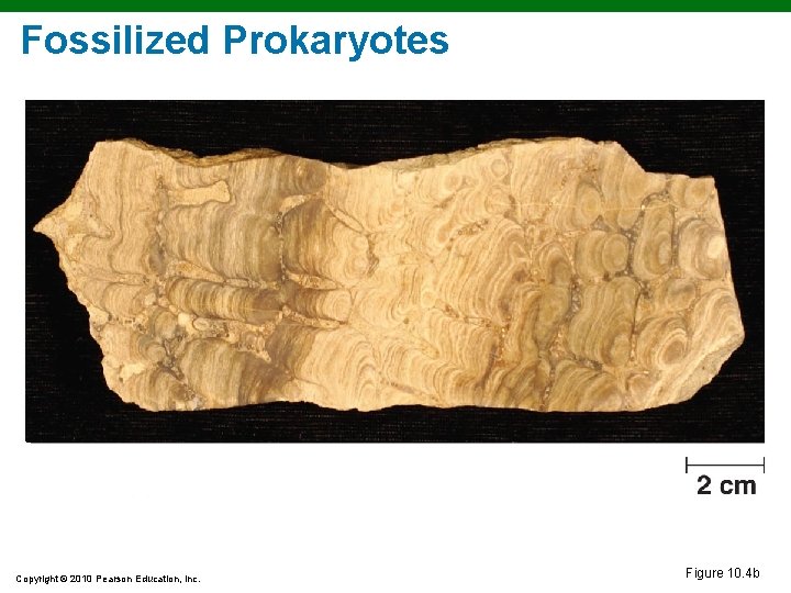 Fossilized Prokaryotes Copyright © 2010 Pearson Education, Inc. Figure 10. 4 b 