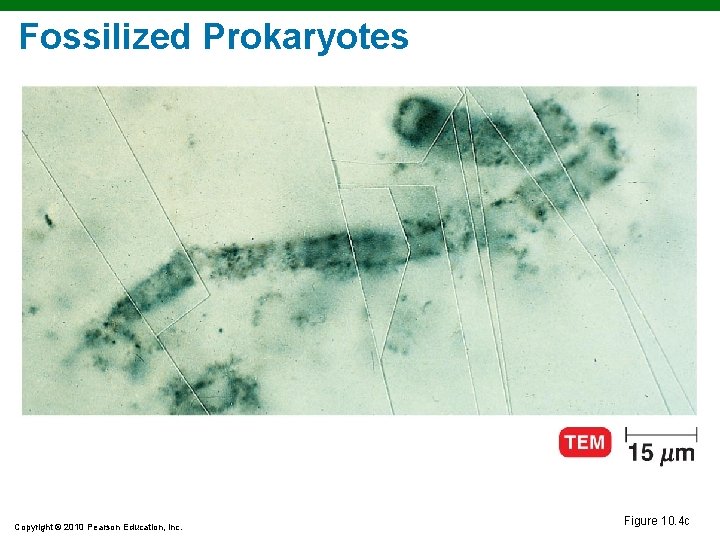 Fossilized Prokaryotes Copyright © 2010 Pearson Education, Inc. Figure 10. 4 c 