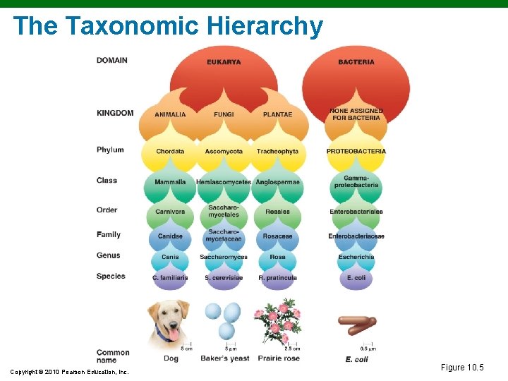 The Taxonomic Hierarchy Copyright © 2010 Pearson Education, Inc. Figure 10. 5 