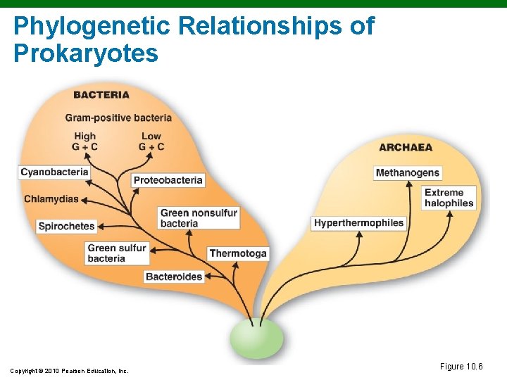 Phylogenetic Relationships of Prokaryotes Copyright © 2010 Pearson Education, Inc. Figure 10. 6 