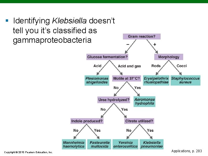 § Identifying Klebsiella doesn’t tell you it’s classified as gammaproteobacteria Copyright © 2010 Pearson