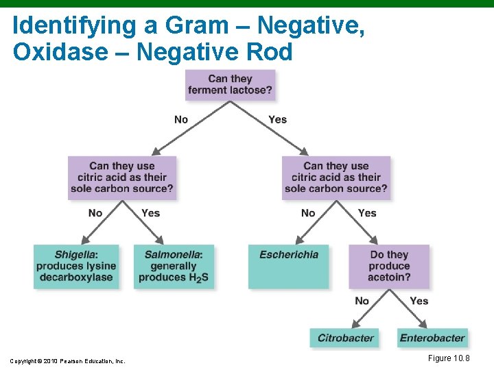 Identifying a Gram – Negative, Oxidase – Negative Rod Copyright © 2010 Pearson Education,