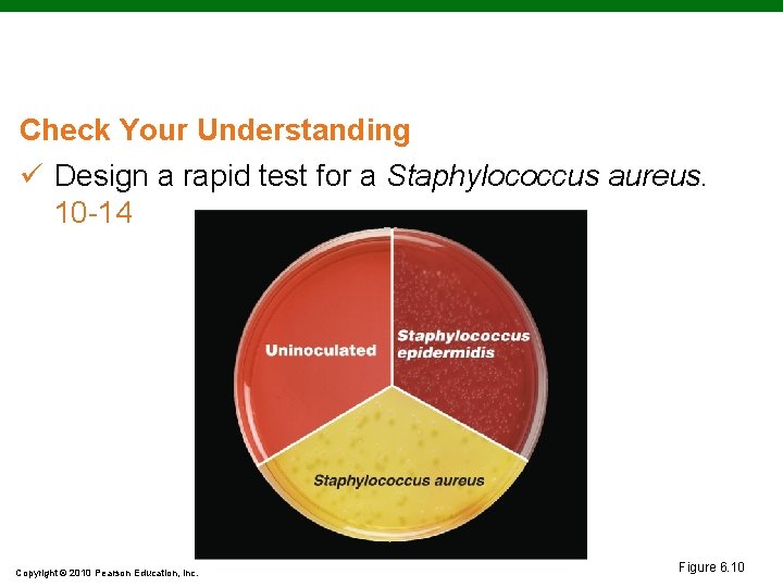 Check Your Understanding ü Design a rapid test for a Staphylococcus aureus. 10 -14