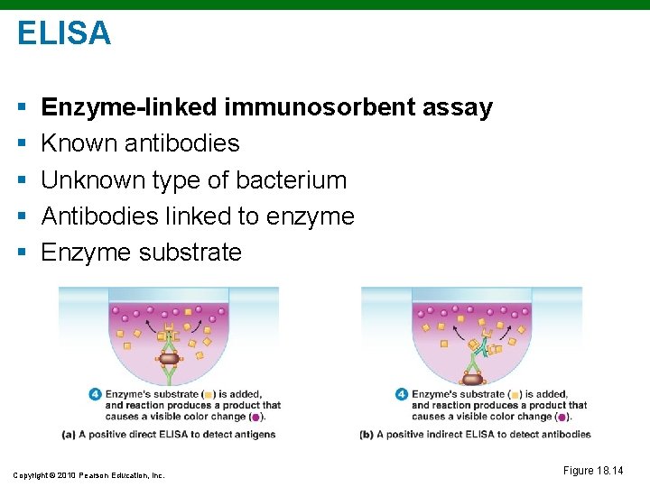 ELISA § § § Enzyme-linked immunosorbent assay Known antibodies Unknown type of bacterium Antibodies