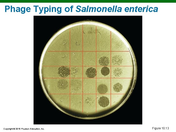 Phage Typing of Salmonella enterica Copyright © 2010 Pearson Education, Inc. Figure 10. 13