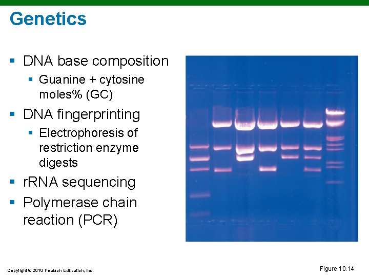 Genetics § DNA base composition § Guanine + cytosine moles% (GC) § DNA fingerprinting