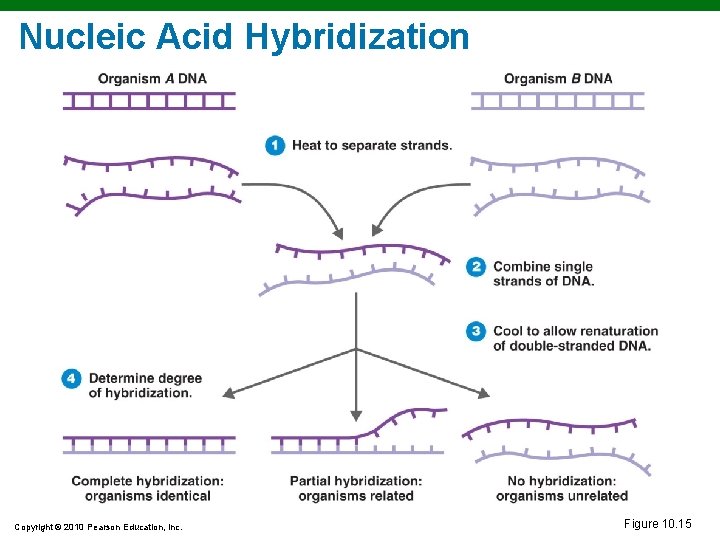 Nucleic Acid Hybridization Copyright © 2010 Pearson Education, Inc. Figure 10. 15 