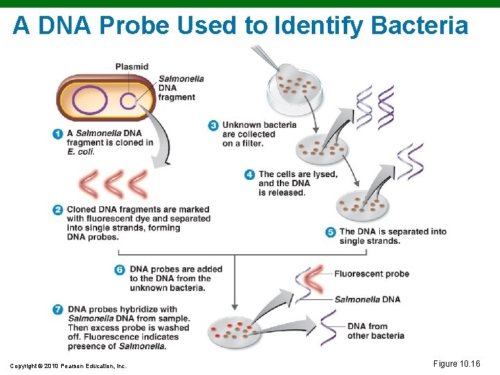 A DNA Probe Used to Identify Bacteria Copyright © 2010 Pearson Education, Inc. Figure