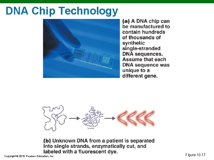 DNA Chip Technology Copyright © 2010 Pearson Education, Inc. Figure 10. 17 