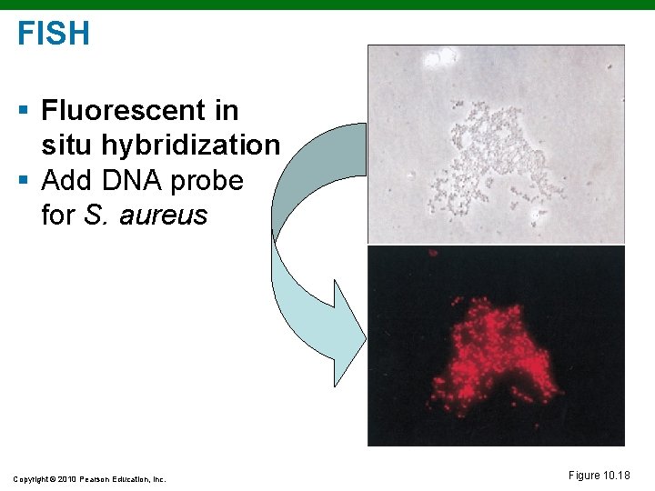 FISH § Fluorescent in situ hybridization § Add DNA probe for S. aureus Copyright