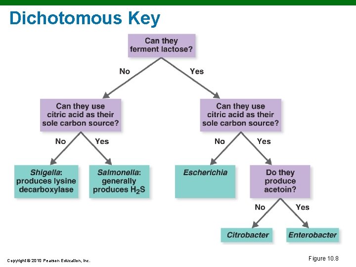 Dichotomous Key Copyright © 2010 Pearson Education, Inc. Figure 10. 8 