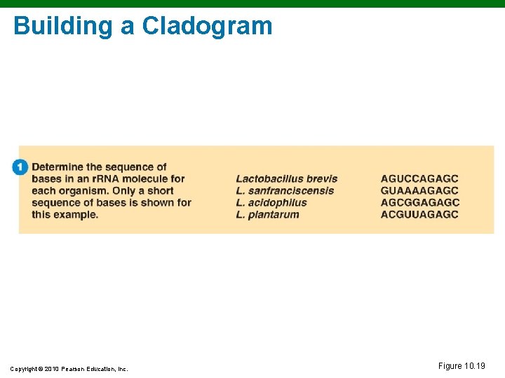 Building a Cladogram Copyright © 2010 Pearson Education, Inc. Figure 10. 19 