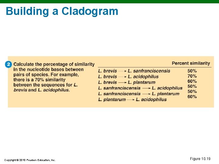 Building a Cladogram Copyright © 2010 Pearson Education, Inc. Figure 10. 19 