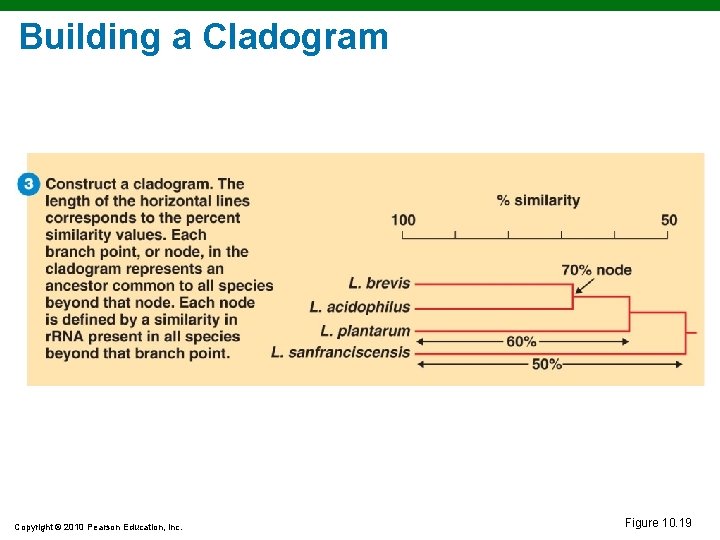 Building a Cladogram Copyright © 2010 Pearson Education, Inc. Figure 10. 19 