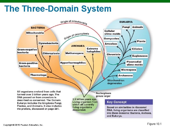 The Three-Domain System Copyright © 2010 Pearson Education, Inc. Figure 10. 1 