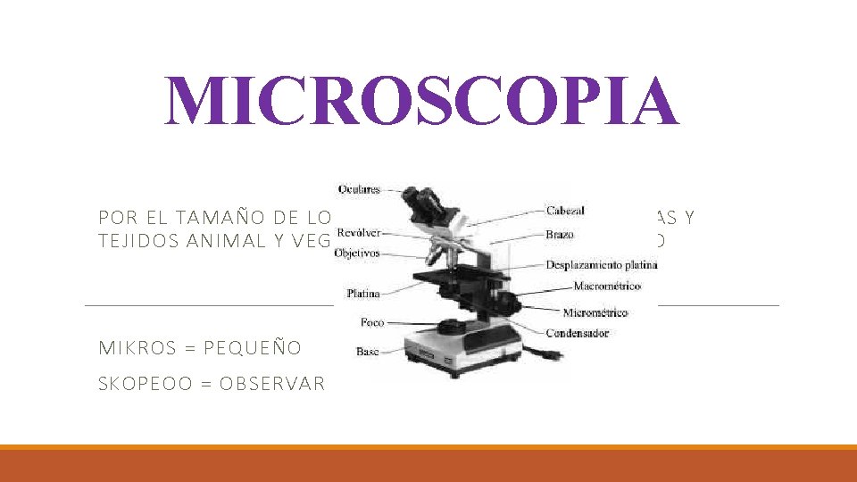 MICROSCOPIA POR EL TAMAÑO DE LOS COMPONENTES DE LAS CELULAS Y TEJIDOS ANIMAL Y MICROSCOPIA POR EL TAMAÑO DE LOS COMPONENTES DE LAS CELULAS Y TEJIDOS ANIMAL Y