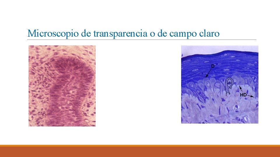 Microscopio de transparencia o de campo claro Microscopio de transparencia o de campo claro