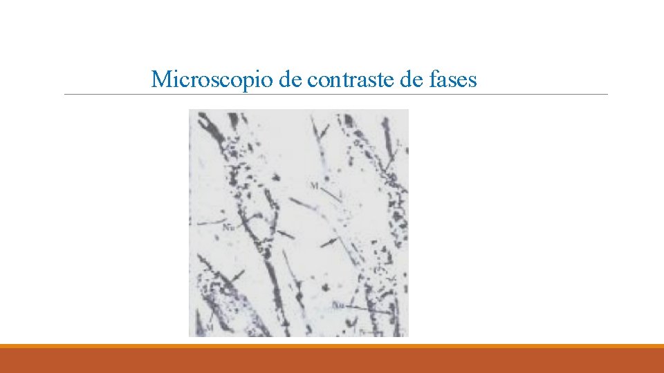 Microscopio de contraste de fases Microscopio de contraste de fases