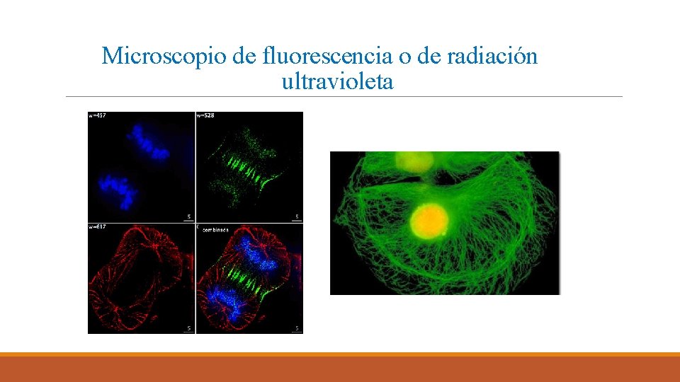 Microscopio de fluorescencia o de radiación ultravioleta Microscopio de fluorescencia o de radiación ultravioleta