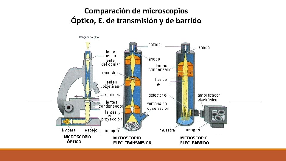 Comparación de microscopios Óptico, E. de transmisión y de barrido Comparación de microscopios Óptico, E. de transmisión y de barrido