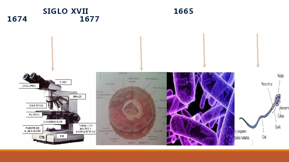 1674 SIGLO XVII 1677 1665 1674 SIGLO XVII 1677 1665