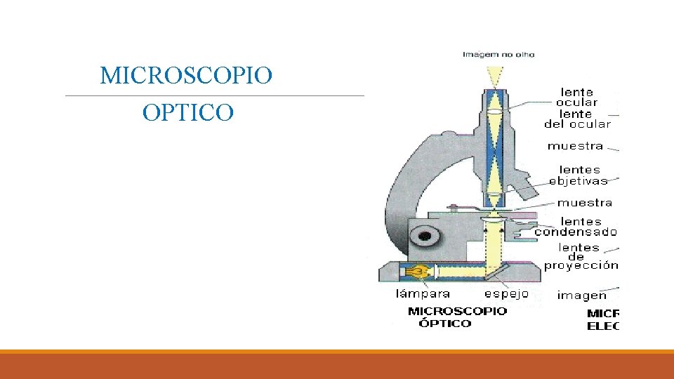 MICROSCOPIO OPTICO MICROSCOPIO OPTICO