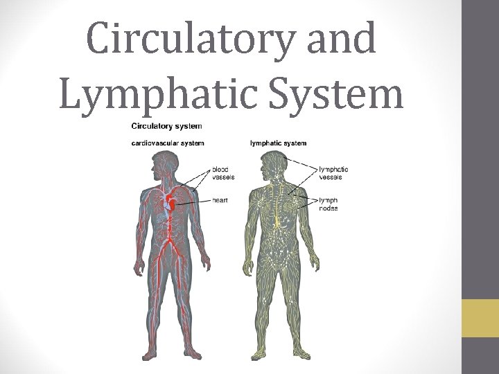 Circulatory and Lymphatic System 