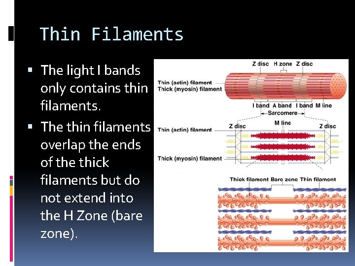 Thin Filaments The light I bands only contains thin filaments. The thin filaments overlap