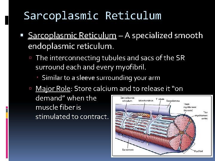 Sarcoplasmic Reticulum – A specialized smooth endoplasmic reticulum. The interconnecting tubules and sacs of