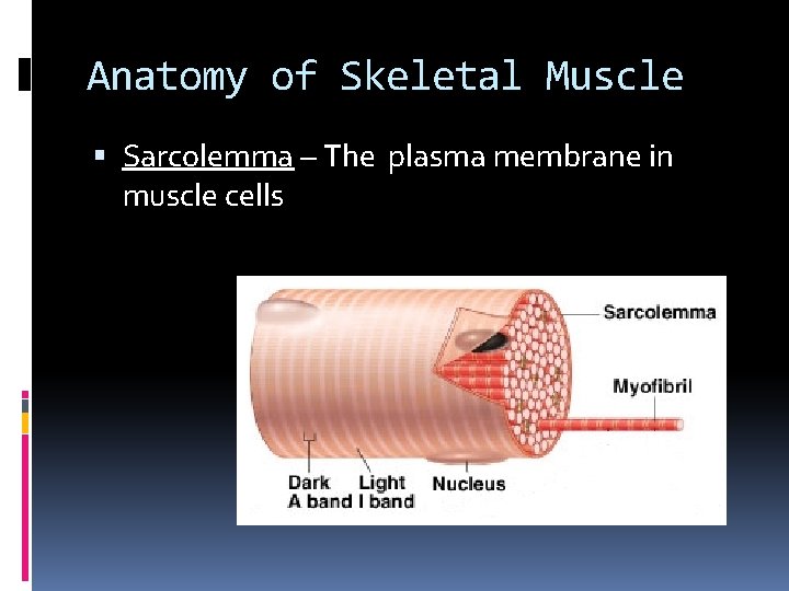 Anatomy of Skeletal Muscle Sarcolemma – The plasma membrane in muscle cells 