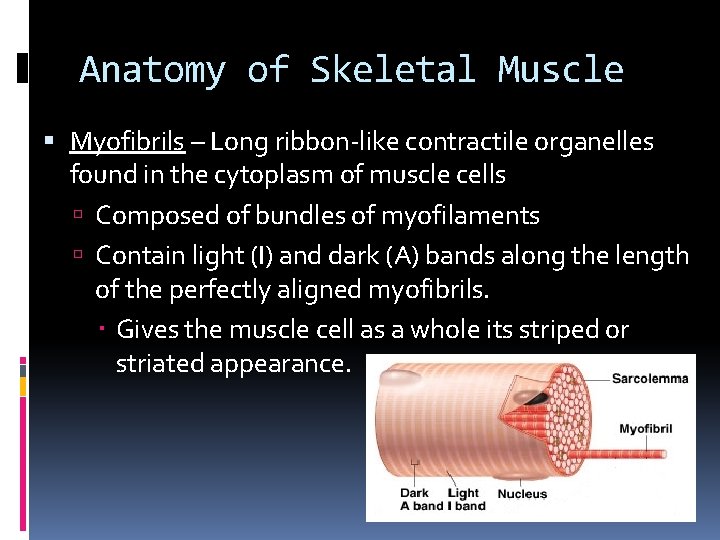 Anatomy of Skeletal Muscle Myofibrils – Long ribbon-like contractile organelles found in the cytoplasm