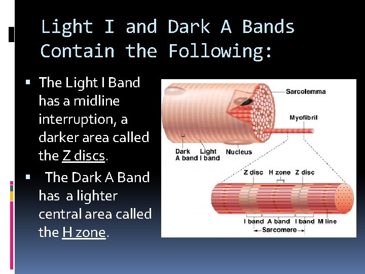 Light I and Dark A Bands Contain the Following: The Light I Band has