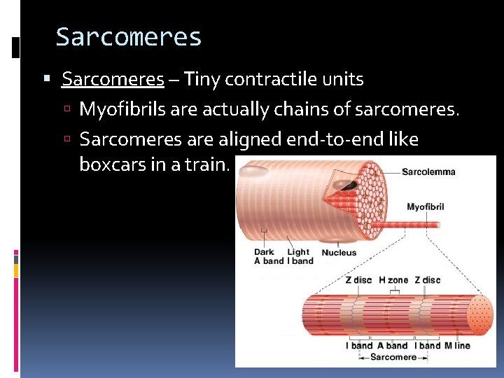 Sarcomeres – Tiny contractile units Myofibrils are actually chains of sarcomeres. Sarcomeres are aligned