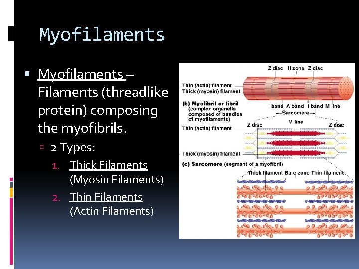 Myofilaments – Filaments (threadlike protein) composing the myofibrils. 2 Types: 1. Thick Filaments (Myosin