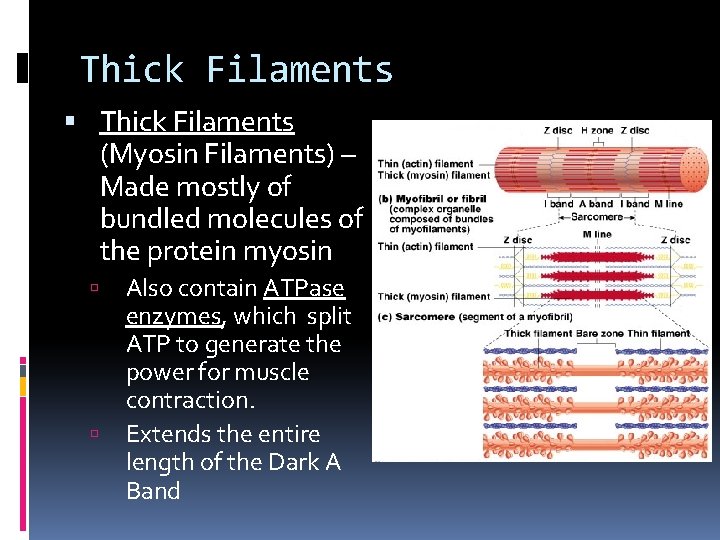 Thick Filaments (Myosin Filaments) – Made mostly of bundled molecules of the protein myosin