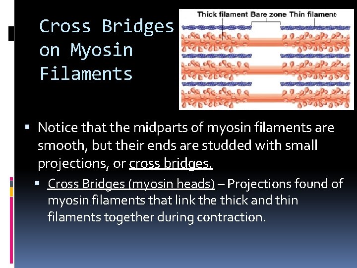 Cross Bridges on Myosin Filaments Notice that the midparts of myosin filaments are smooth,