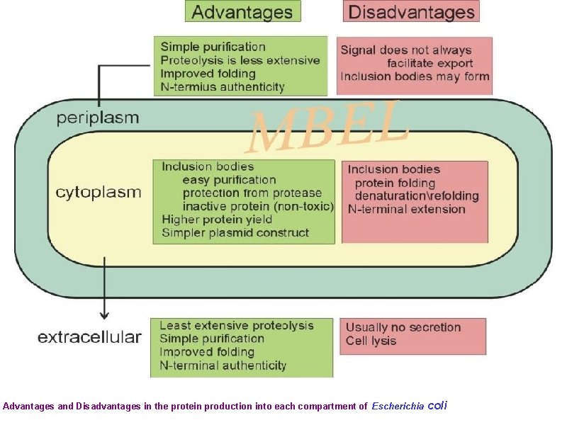 Advantages and Disadvantages in the protein production into each compartment of Escherichia coli 