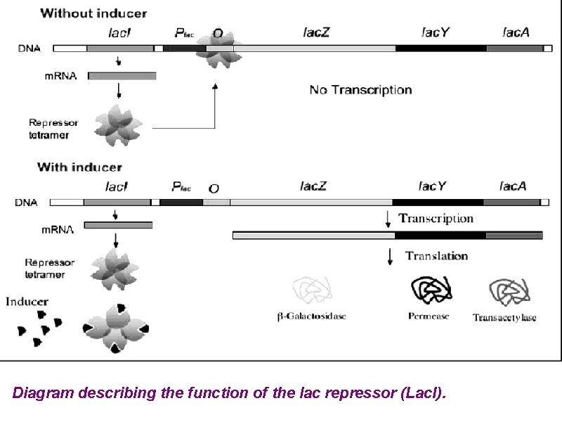 Diagram describing the function of the lac repressor (Lac. I). 