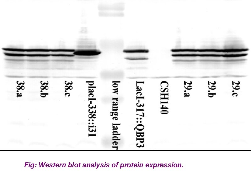 Fig: Western blot analysis of protein expression. 